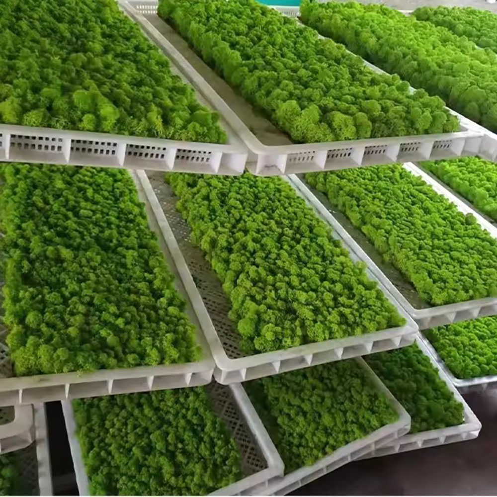 Preserved Moss Sheet - 200/500g 永遠の命 フェイクモス 植物ウォール ランドスケープ ホームデコレーションフラワー