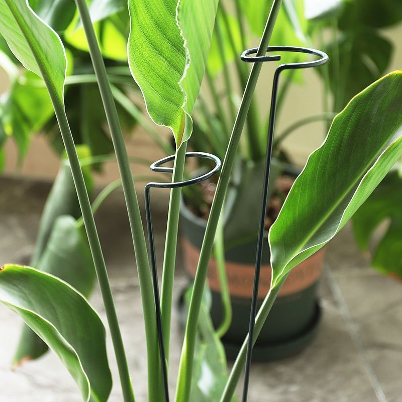 1/10 個ガーデンサポートステークリング金属単一茎植物低木 - Florist Supp のレビューと価格